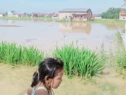 Puluhan Rumah Di Tiga Dusun Terendam Banjir Akibat Tanggul Jebol