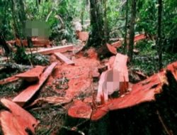 Menjamur: Pelaku Usaha Ilegal Rimbah Melintang Perambah Hutan Negara diduga Tanpa Mengantongi Ijin