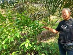 Direksi PTPN Diduga di Prank Oleh PTPN 4, Regional 3, Tanah Putih Riau