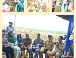Wakil Bupati Rohil Jhony Charles Hadiri Panen Raya Jagung Kelompok Tani Pasir Putih Bersatu Balai Jaya