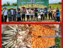 Dukung Asta Cita Presiden, Polsek Bagan Sinembah Panen Jagung 1,5 Ton di Suka Maju