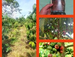 Kopi Robusta “Harapan Baru” – Kisah Kami, Petani Sawahlunto bersama Bukit Asam.