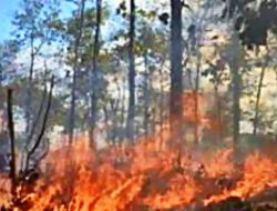 Kapolda Riau Siap Tindak Tegas Pelaku Pembakaran Lahan di Rokan Hilir