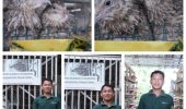 Lewat Program Desa Impian, Puyuh Jadi Jalan Keluar Penambang Ilegal