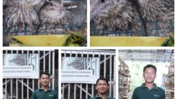 Lewat Program Desa Impian, Puyuh Jadi Jalan Keluar Penambang Ilegal