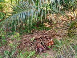 Warga Pasir Putih Resah, Pencurian Buah Sawit Kian Marak di Balai Jaya