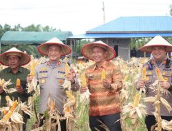 Polres Rohil Panen Raya Jagung Serentak Kuartal III Dukung Program Ketahanan Pangan Nasional