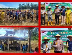 Polsek Bagan Sinembah Laksanakan Giat Panen Jagung Serentak, Dorong Ketahanan Pangan di Rokan Hilir