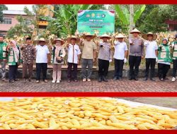 Polsek Bagan Sinembah dan Ponpes Al-Majidiyah Sukses Panen Tiga Ton Jagung