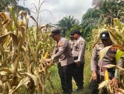 Kapolsek Kubu AKP Rudi Artono Pantau Kesiapan Panen Jagung Pipil Program Ketahanan Pangan Polri