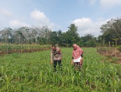Polsek Sungai Rotan Dukung Ketahanan Pangan, Cek Progres Tanaman Jagung Warga