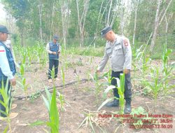 Polisi Hadir di Tengah Ladang, Menyemai Harapan Petani Jagung Rambang Demi Masa Depan Pangan Bangsa