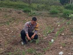 Polsek Tanah Putih Tanjung Melawan Pantau Perkembangan Jagung di Rohil
