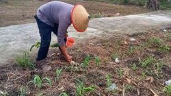 Polsek TPTM Lakukan Pemupukan Jagung, Dukung Program Ketahanan Pangan di Rohil 