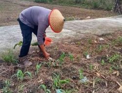 Polsek TPTM Lakukan Pemupukan Jagung, Dukung Program Ketahanan Pangan di Rohil 