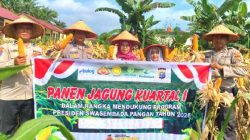 Polsek Tanah Putih Tanjung Melawan Panen Jagung Kuartal I, Perkuat Ketahanan Pangan