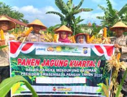 Polsek Tanah Putih Tanjung Melawan Panen Jagung Kuartal I, Perkuat Ketahanan Pangan