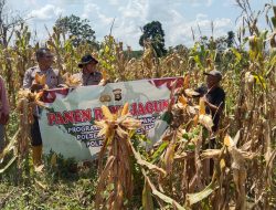 Panen Harapan di Bumi Serasan Sekundang: Saat Polisi dan Petani Menuai Asa Ketahanan Pangan”