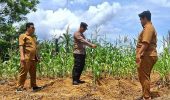 Dukung Asta Cita Presiden, Polsek Bagan Sinembah Cek Perkembangan Jagung Hibrida