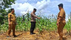Dukung Asta Cita Presiden, Polsek Bagan Sinembah Cek Perkembangan Jagung Hibrida