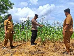 Dukung Asta Cita Presiden, Polsek Bagan Sinembah Cek Perkembangan Jagung Hibrida