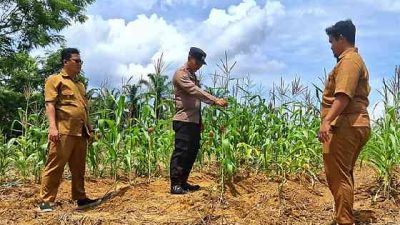 Dukung Asta Cita Presiden, Polsek Bagan Sinembah Cek Perkembangan Jagung Hibrida