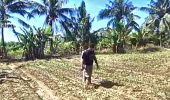 Polsek Tanah Putih dan Kelompok Tani Kompak Rawat Jagung Pipil untuk Ketahanan Pangan