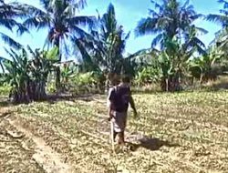 Polsek Tanah Putih dan Kelompok Tani Kompak Rawat Jagung Pipil untuk Ketahanan Pangan
