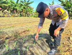 Polsek TPTM Pantau Pertumbuhan Jagung Program Ketahanan Pangan