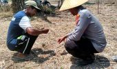 Polsek TPTM Cek Pertumbuhan Jagung di Lahan 10 Hektare
