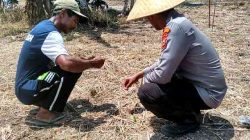 Polsek TPTM Cek Pertumbuhan Jagung di Lahan 10 Hektare