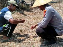 Polsek TPTM Cek Pertumbuhan Jagung di Lahan 10 Hektare