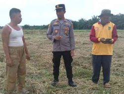 Polsek TPTM Kembangkan Lahan Jagung 10 Hektare, Dorong Ketahanan Pangan Lokal