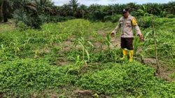 Polsek Pujud Cek Perkembangan Program Ketahanan Pangan Penanaman Jagung di Rohil