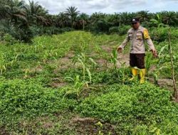 Polsek Pujud Cek Perkembangan Program Ketahanan Pangan Penanaman Jagung di Rohil