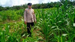Polsek Pujud Cek Perkembangan Program Ketahanan Pangan Penanaman Jagung di Tanjung Medan