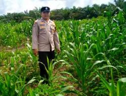 Polsek Pujud Cek Perkembangan Program Ketahanan Pangan Penanaman Jagung di Tanjung Medan
