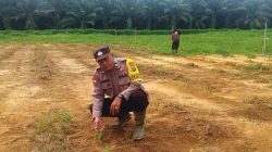 Polsek Pujud Pantau Program Ketahanan Pangan Tanaman Jagung