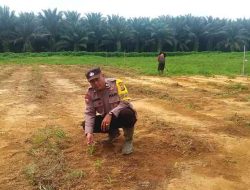 Polsek Pujud Pantau Program Ketahanan Pangan Tanaman Jagung