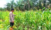 Polsek Pujud Cek Perkembangan Program Ketahanan Pangan Penanaman Jagung