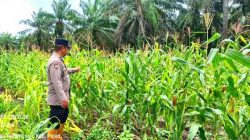 Polsek Pujud Cek Perkembangan Program Ketahanan Pangan Penanaman Jagung