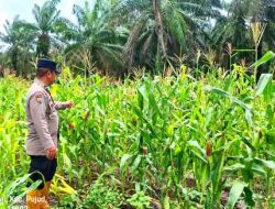 Polsek Pujud Cek Perkembangan Program Ketahanan Pangan Penanaman Jagung