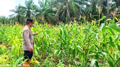 Polsek Pujud Cek Perkembangan Program Ketahanan Pangan Penanaman Jagung