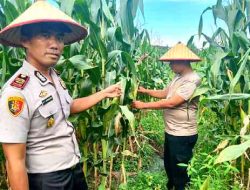 Polsek TPTM Rawat Tanaman Jagung Ketahanan Pangan di Tanah Putih Tanjung Melawan