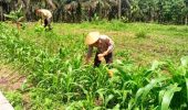 Polsek TPTM Lakukan Pemupukan Kali Kedua Tanaman Jagung Program Ketahanan Pangan