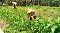 Polsek TPTM Lakukan Pemupukan Kali Kedua Tanaman Jagung Program Ketahanan Pangan