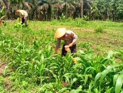 Polsek TPTM Lakukan Pemupukan Kali Kedua Tanaman Jagung Program Ketahanan Pangan