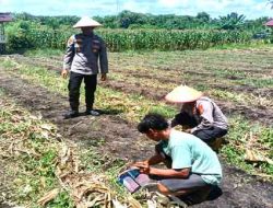 Polsek TPTM Tanam Jagung 0,25 Hektare untuk Dukung Ketahanan Pangan