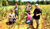 Polsek Pujud Cek Perkembangan Program Ketahanan Pangan Penanaman Jagung di PT TMP