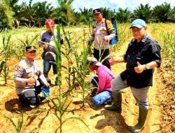 Polsek Pujud Cek Perkembangan Program Ketahanan Pangan Penanaman Jagung di PT TMP